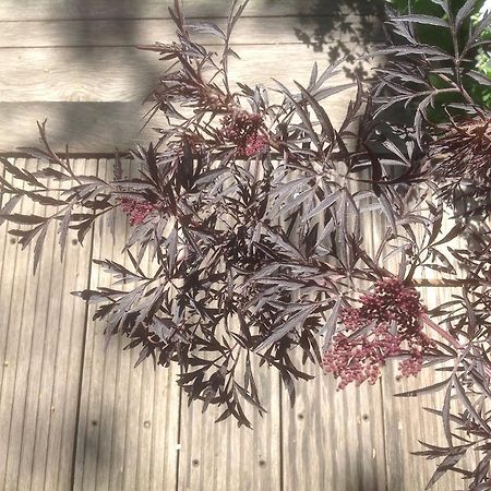 Au Fond Du Jardin Maison D'Hotes Saint-Saëns Eksteriør bilde